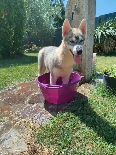 Cuccioli di Siberian Husky grigio | Foto 1