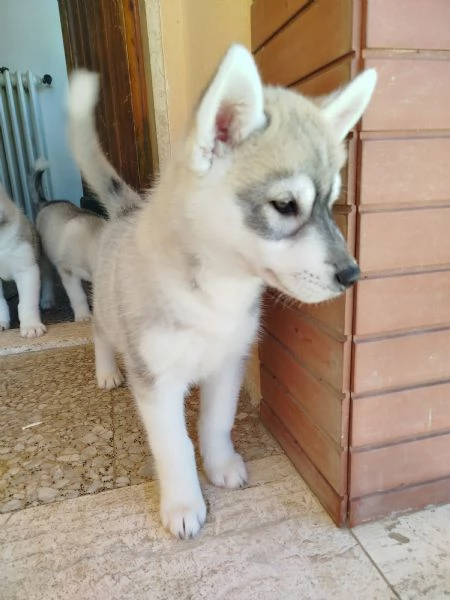 Cuccioli di Siberian Husky grigio | Foto 0