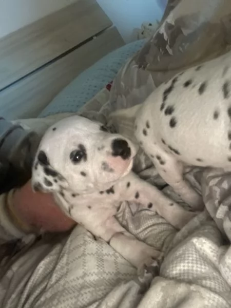 Cuccioli Dalmata  | Foto 5