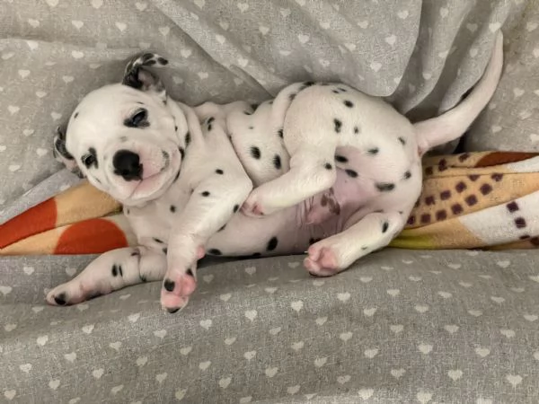 Cuccioli Dalmata  | Foto 4