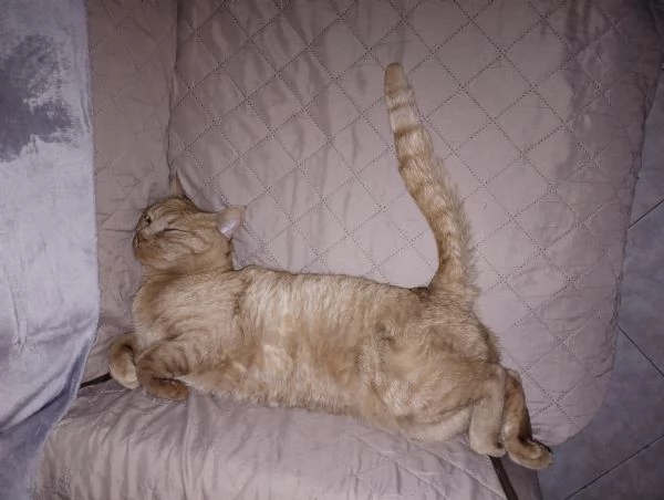 Romeo gatto dolce e coccolone cerca nuova casa | Foto 0