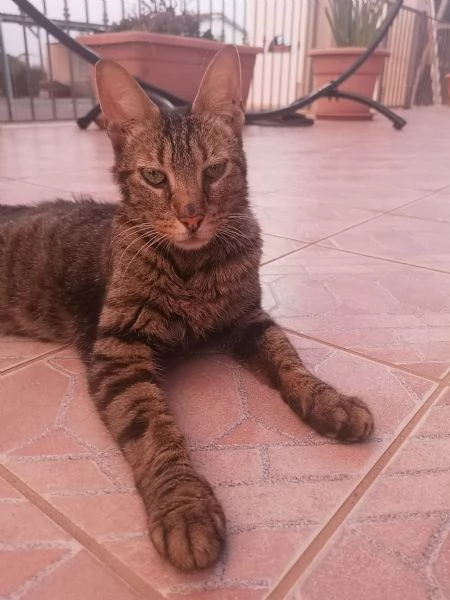 Un gatto con una marcia in pi 