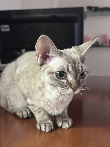 Devon Rex femminina 