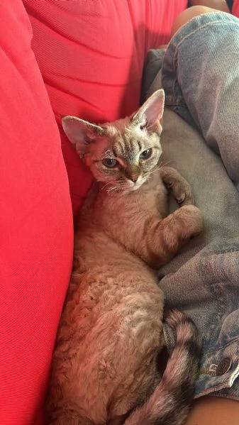 Devon Rex femminina  | Foto 3