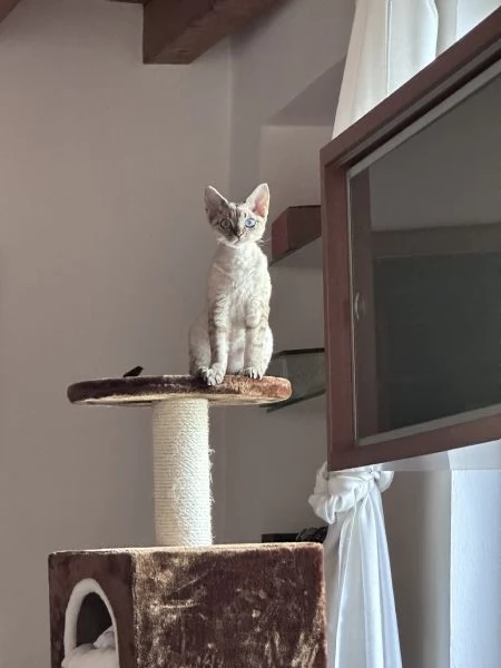 Devon Rex femminina  | Foto 1