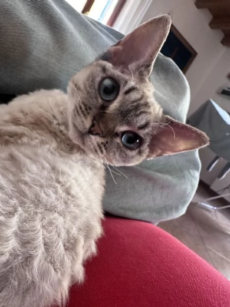 Devon Rex femminina  | Foto 0