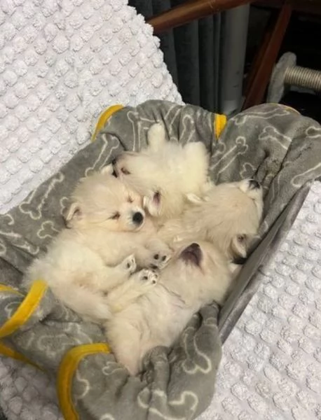 Cuccioli perfetti di Pomerania Pronti subito