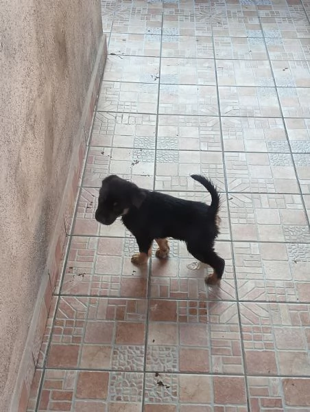 Regalo cuccioli Maschi e Femmine di Labrador Mix  | Foto 5