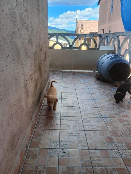 Regalo cuccioli Maschi e Femmine di Labrador Mix  | Foto 3