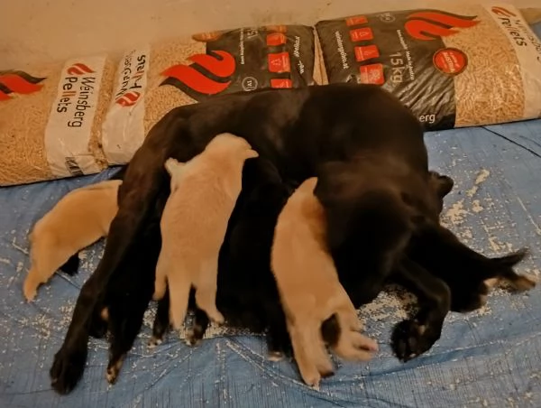 Regalo cuccioli Maschi e Femmine di Labrador Mix  | Foto 2