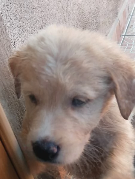 Regalo cuccioli Femmine di Labrador Mix  | Foto 2