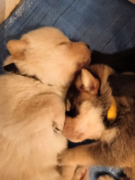 Regalo cuccioli Maschi e Femmine di Labrador Mix  | Foto 1