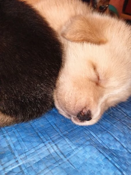 Regalo cuccioli Maschi e Femmine di Labrador Mix  | Foto 0