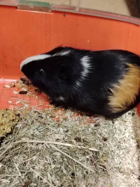 Regalo Cavia porcellino Dindia