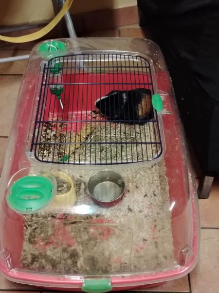 Regalo Cavia porcellino Dindia | Foto 0