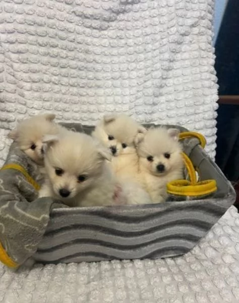 Cuccioli di Pomerania Pronti subito