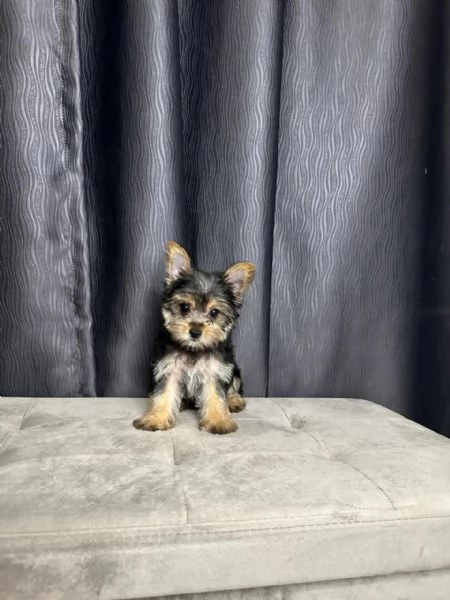 Mini Yorkie  | Foto 1