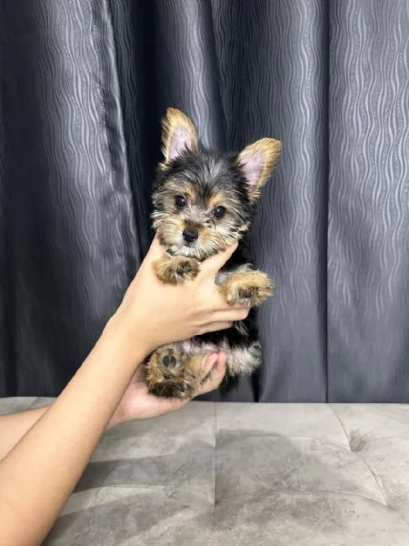 Mini Yorkie  | Foto 0