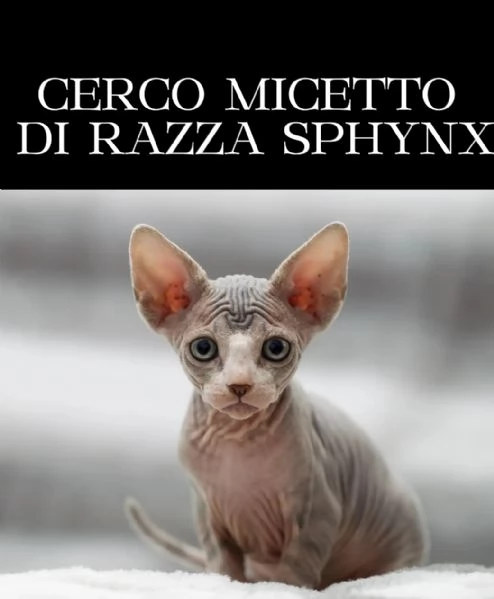 Cerco micetto di razza Sphynx