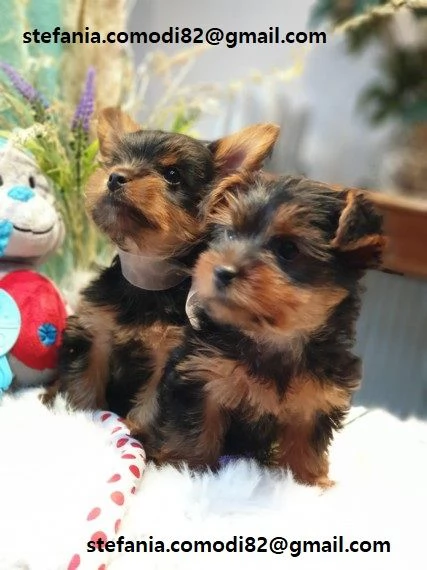 Cuccioli Yorkshire maschietti e femmina di Yorkshire disponibili Con microcip Vaccinati Contattate