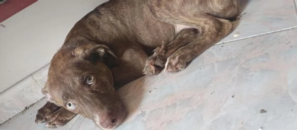 Metticio tra Pitbull e labrador  | Foto 0