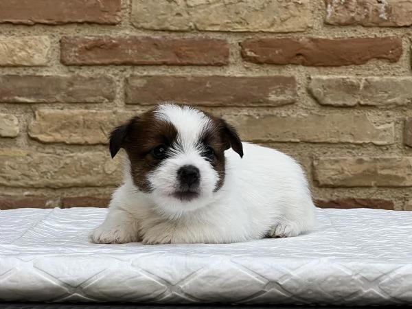 Jack Russell Terrier | Foto 4