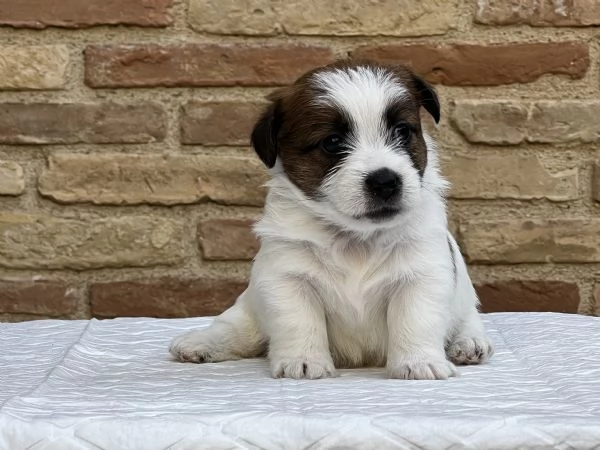 Jack Russell Terrier | Foto 3