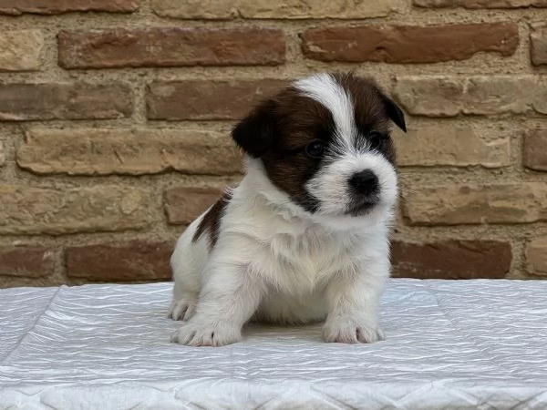 Jack Russell Terrier | Foto 0