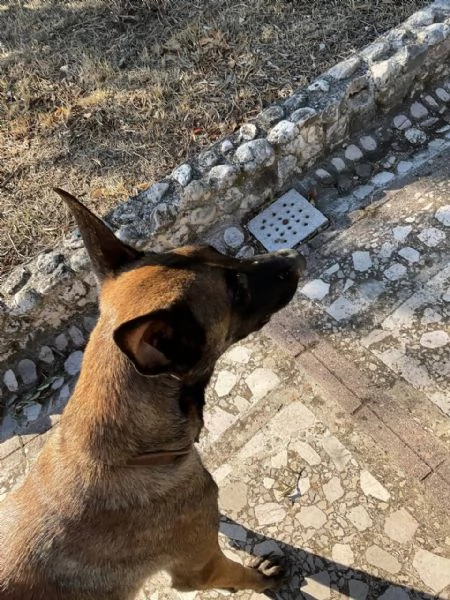 Vendita Cuccioli Pastore Belga Malinois