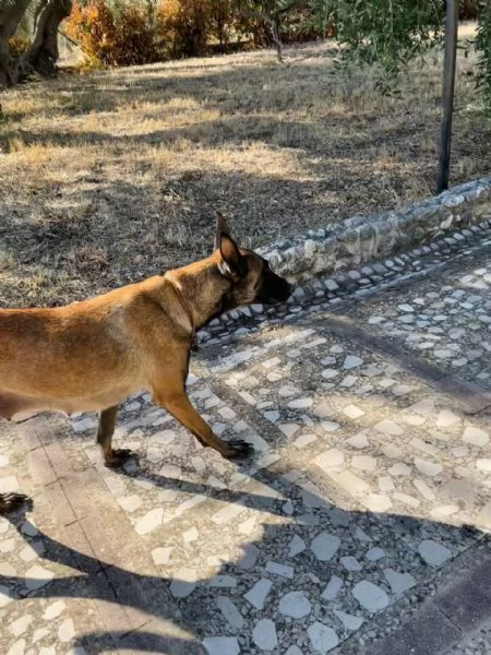 Vendita Cuccioli Pastore Belga Malinois | Foto 3