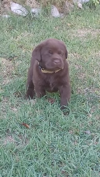 labrador cioccolato con pedigree | Foto 0