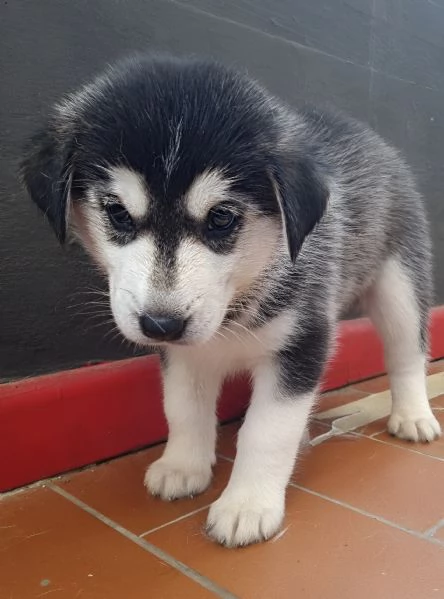 Cuccioli di Siberian Husky  | Foto 0