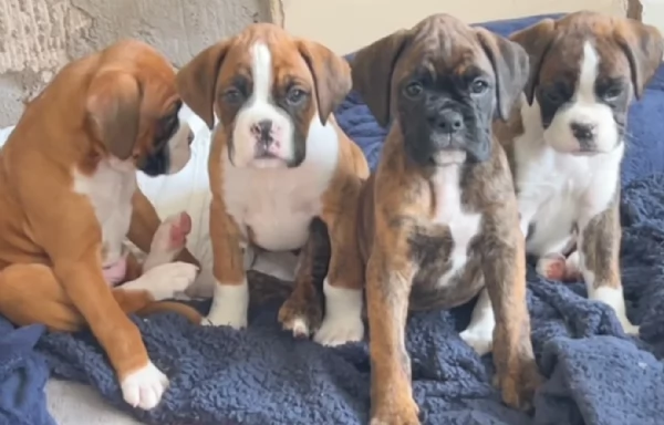 CUCCIOLI DI BOXER ALLEVATI CON AMORE per adozione | Foto 1