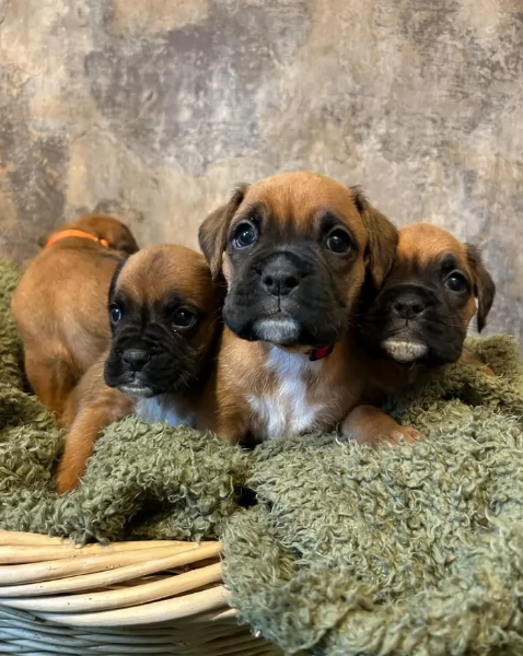 CUCCIOLI DI BOXER ALLEVATI CON AMORE per adozione | Foto 0