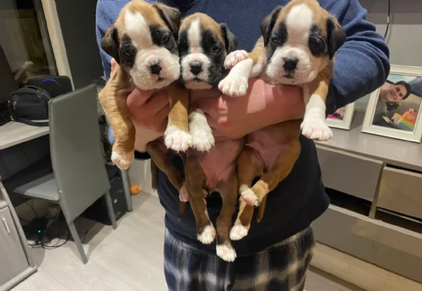 CUCCIOLI DI BOXER ALLEVATI CON AMORE per adozione | Foto 2