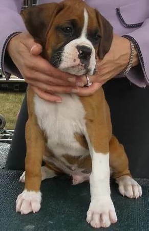 CUCCIOLI DI BOXER ALLEVATI CON AMORE per adozione | Foto 1