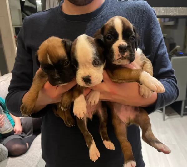 CUCCIOLI DI BOXER ALLEVATI CON AMORE per adozione | Foto 0