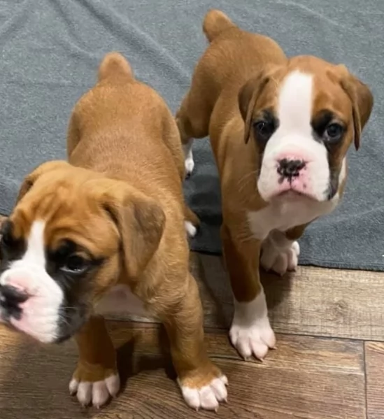 CUCCIOLI DI BOXER ALLEVATI CON AMORE per adozione | Foto 2