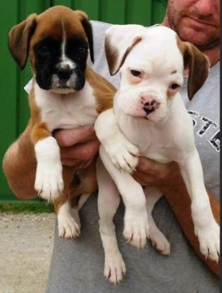 CUCCIOLI DI BOXER ALLEVATI CON AMORE per adozione | Foto 1