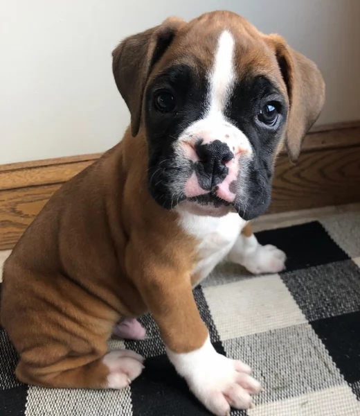 CUCCIOLI DI BOXER ALLEVATI CON AMORE per adozione | Foto 0