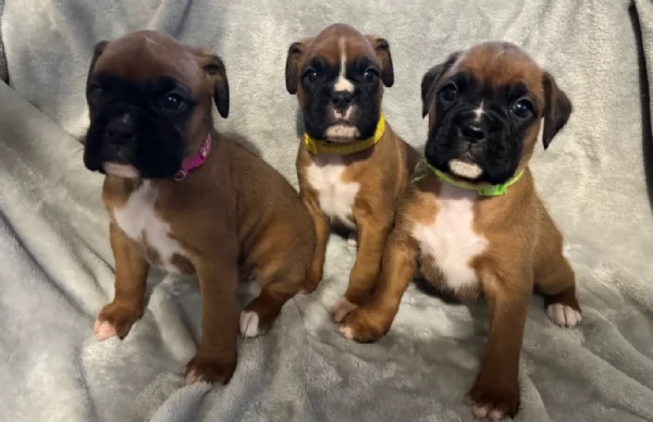 CUCCIOLI DI BOXER ALLEVATI CON AMORE per adozione | Foto 1