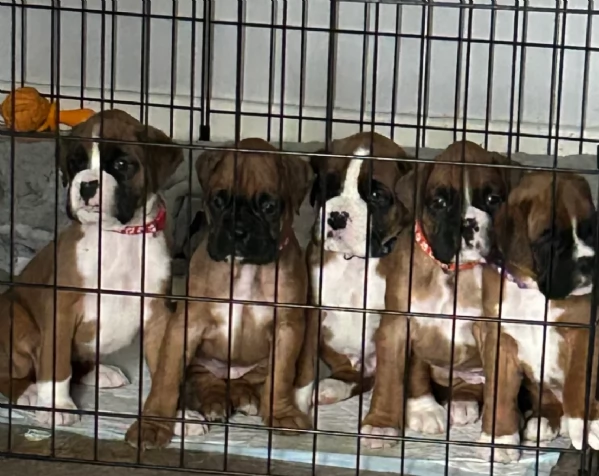 CUCCIOLI DI BOXER ALLEVATI CON AMORE per adozione