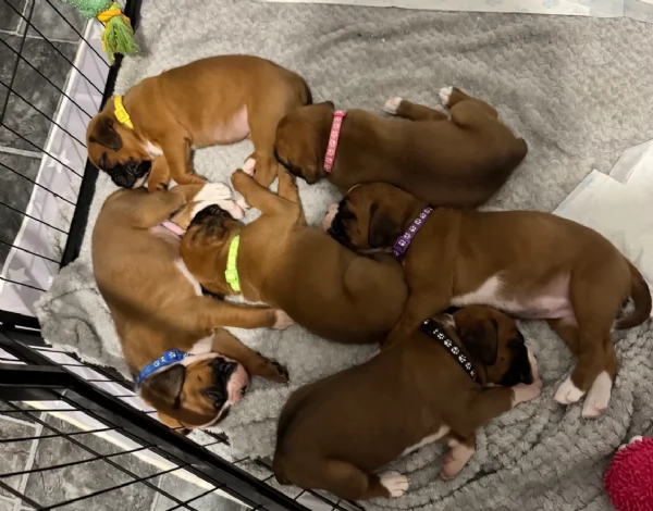 CUCCIOLI DI BOXER ALLEVATI CON AMORE per adozione | Foto 0