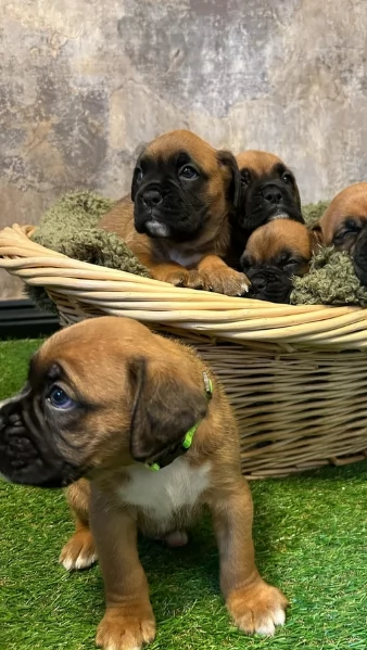 CUCCIOLI DI BOXER ALLEVATI CON AMORE per adozione | Foto 2