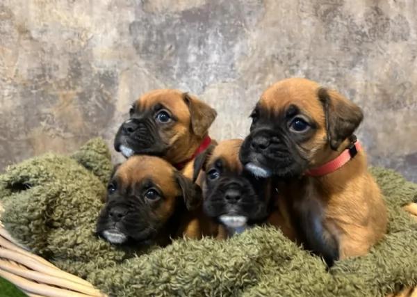 CUCCIOLI DI BOXER ALLEVATI CON AMORE per adozione | Foto 1