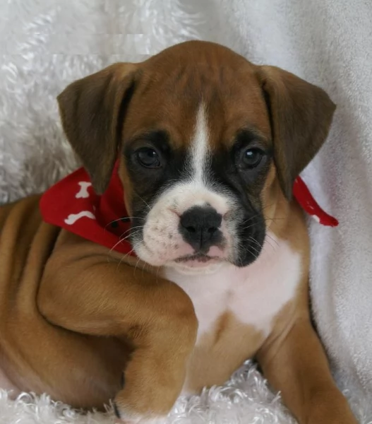 CUCCIOLI DI BOXER ALLEVATI CON AMORE per adozione | Foto 2