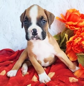 CUCCIOLI DI BOXER ALLEVATI CON AMORE per adozione