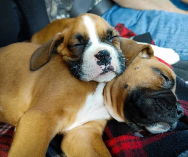 CUCCIOLI DI BOXER ALLEVATI CON AMORE per adozione | Foto 0