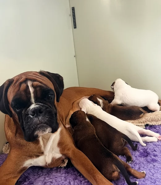 CUCCIOLI DI BOXER ALLEVATI CON AMORE per adozione