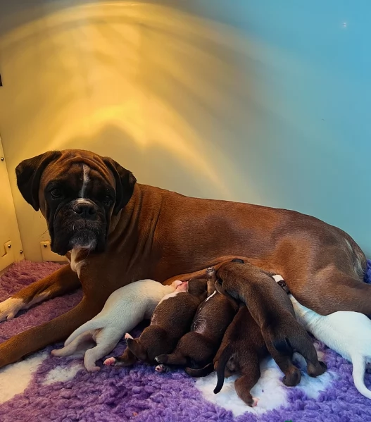 CUCCIOLI DI BOXER ALLEVATI CON AMORE per adozione | Foto 0